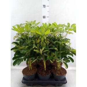 Schefflera arbor. 'Gold Capella'
