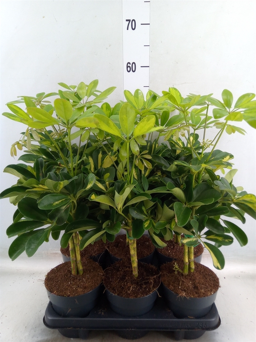 <h4>Schefflera arbor. 'Gold Capella'</h4>