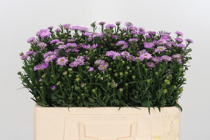<h4>Aster Painted Lady</h4>