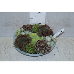 Sempervivum In Zinken Schaal