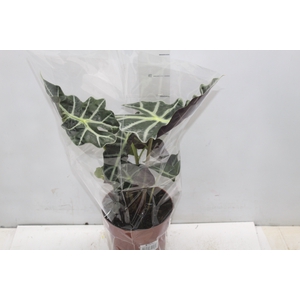 ALOCASIA POLLY P17