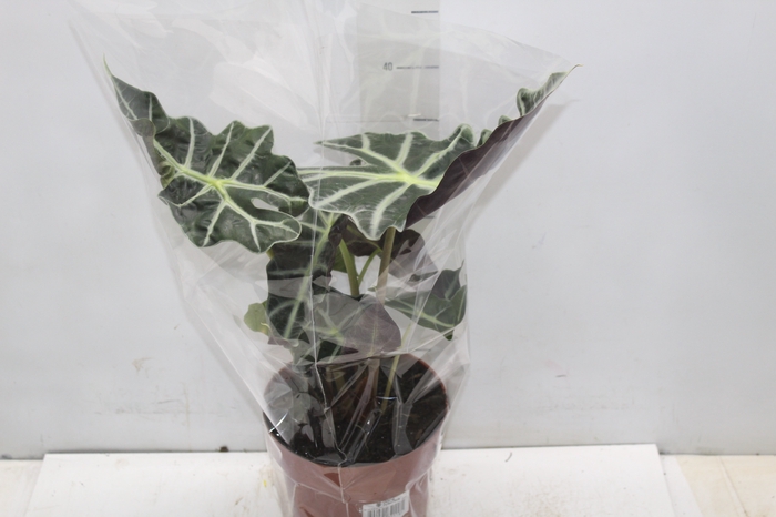 <h4>ALOCASIA POLLY P17</h4>