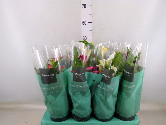 <h4>Zantedeschia   ...mix</h4>