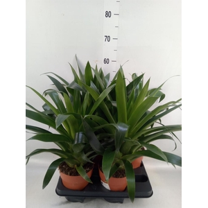 Bromelia   ...