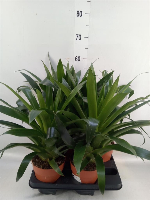 <h4>Bromelia   ...</h4>