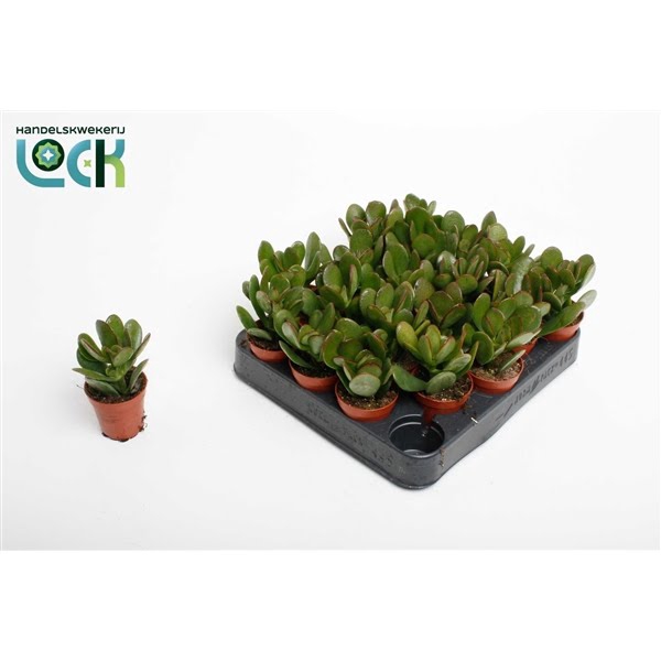 <h4>Crassula Argentea Ovata</h4>