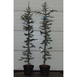 Cedrus libani 'Glauca' 200-250 P32 Full CC