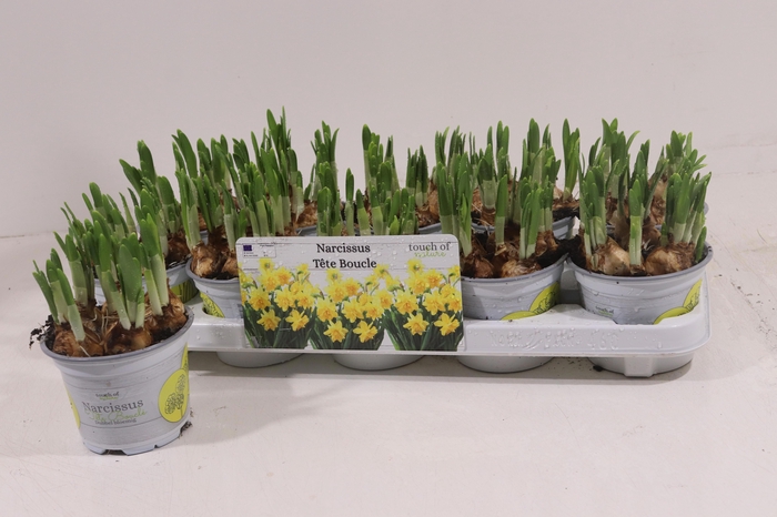 <h4>NARC D TETE BOUCLE</h4>