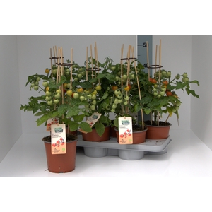 TOMATENPLANTEN