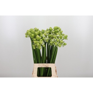 Ornithogalum Saundersiae