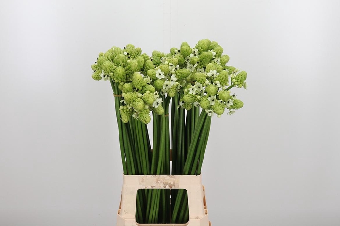 <h4>Ornithogalum Saundersiae</h4>