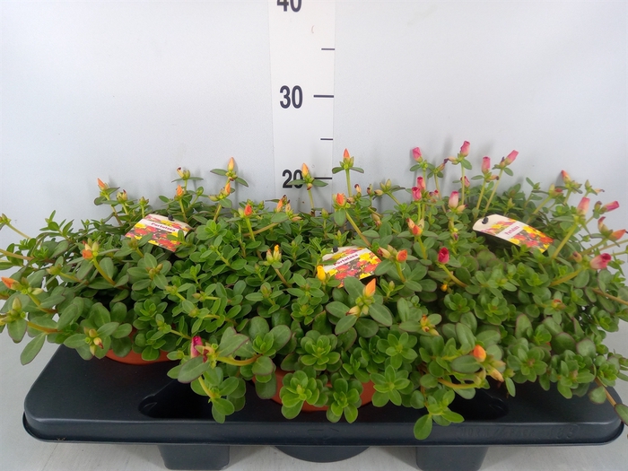 <h4>Portulaca   ...</h4>