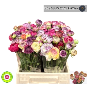 RAN ANDREA CAPPUCCIN