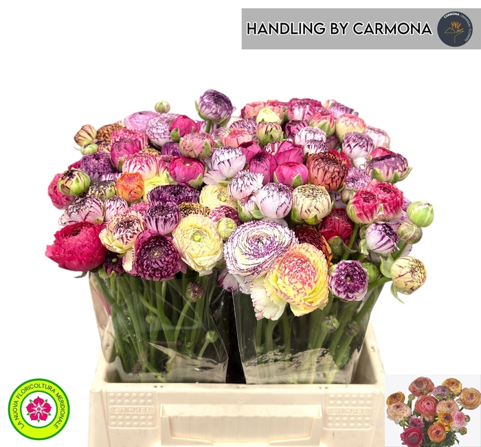 <h4>RAN ANDREA CAPPUCCIN</h4>