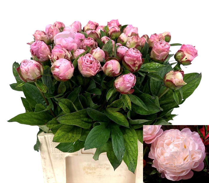 <h4>PAEO L GARDENIA</h4>