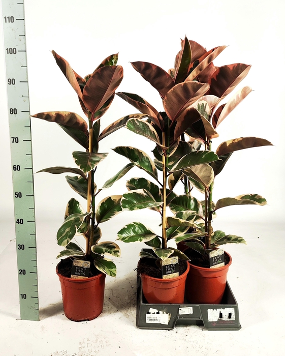 <h4>FIC EL BELIZE</h4>