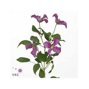 Clematis amazing kyiv