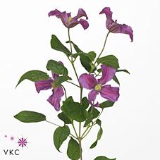 <h4>Clematis amazing kyiv</h4>