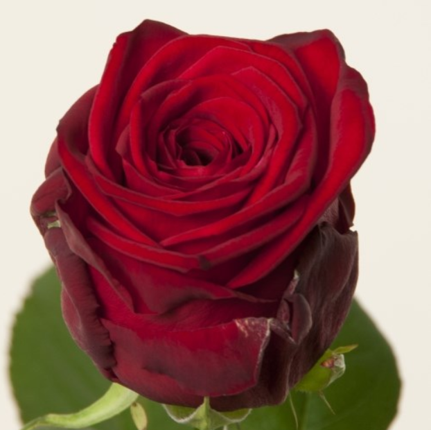 Rosa GR 'Red Naomi!' PORTA NOVA