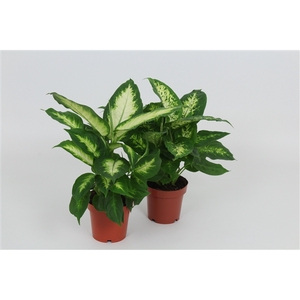 Purify Dieffenbachia Camilla/Compacta 12 cm