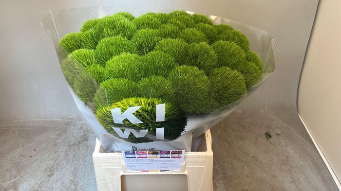 <h4>DI BARB KIWI COOL</h4>