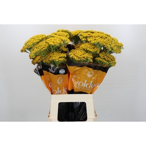 Achillea Golden Prairi