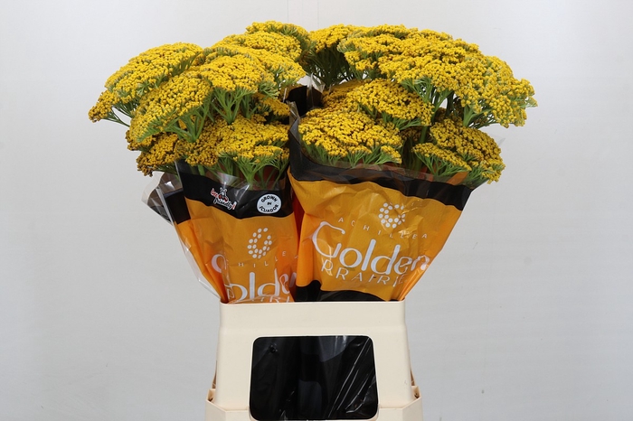 <h4>Achillea Golden Prairi</h4>