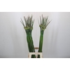 Allium Cepa Judith