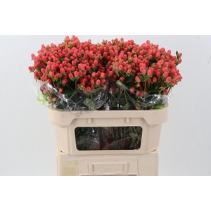 Hyp Cherry B Pac Spray