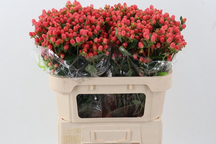 <h4>Hyp Cherry B Pac Spray</h4>