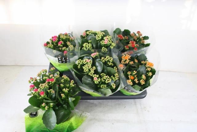 <h4>KAL GE GEM 4 KL</h4>