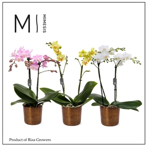 Phalaenopsis Multi Mix 2 spike - 12cm in Jess Old Camel | Mimesis