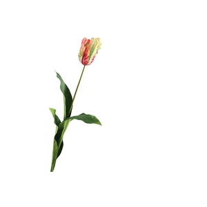 Tulipa French Parrot Flame