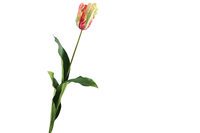 Tulipa French Parrot Flame