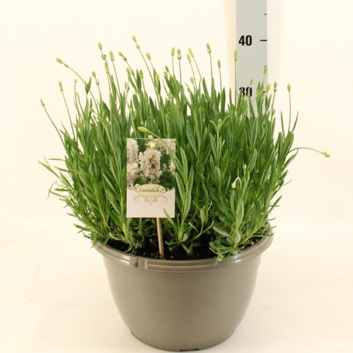 <h4>LAVAN AN AROMA WHITE</h4>