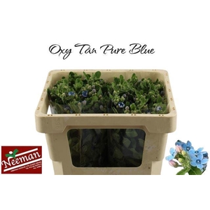 OXY CO TAN PURE BLU