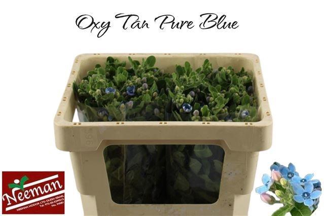 <h4>OXY CO TAN PURE BLU</h4>