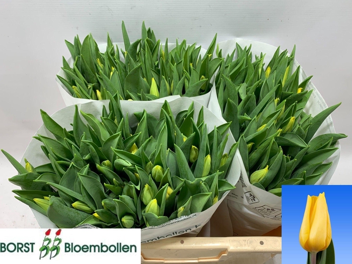 <h4>TU EN STRONG GOLD</h4>