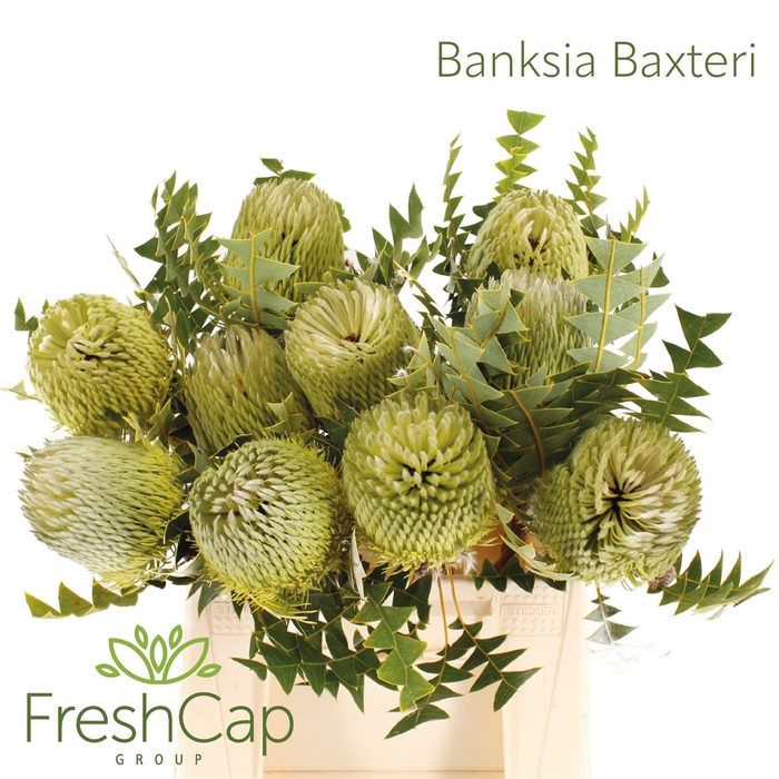 <h4>Banksia Baxteri</h4>