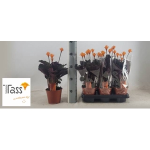 CALAT CROCATA