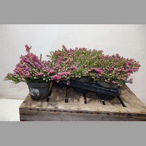 Eric Da Kramers Rote