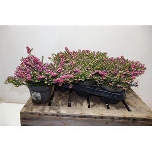 Eric Da Kramers Rote