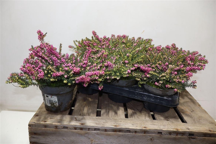 <h4>Eric Da Kramers Rote</h4>