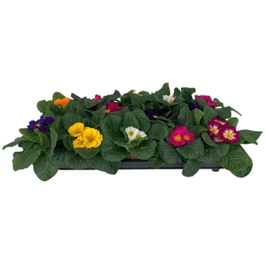 Primula Acaulis 9 cm gemengd