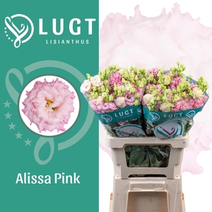 Lisianthus Alissa Pink 996