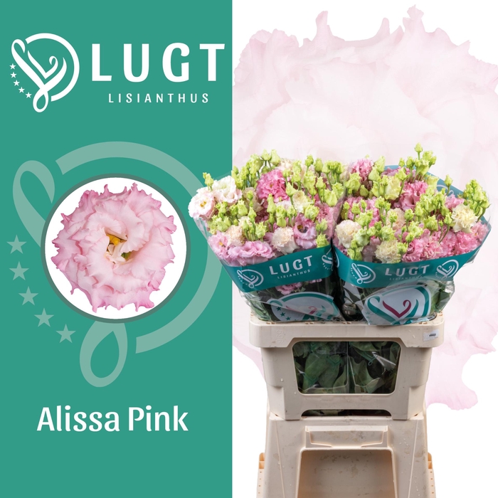 <h4>Lisianthus Alissa Pink 996</h4>