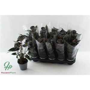 Anthu Black Love 4-5