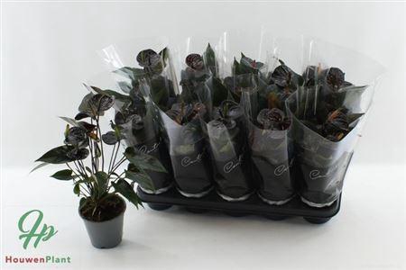 <h4>Anthu Black Love 4-5</h4>