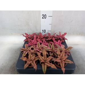 Cryptanthus   ...mix