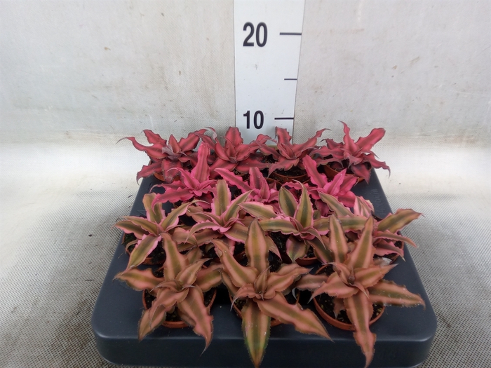 <h4>Cryptanthus   ...mix</h4>